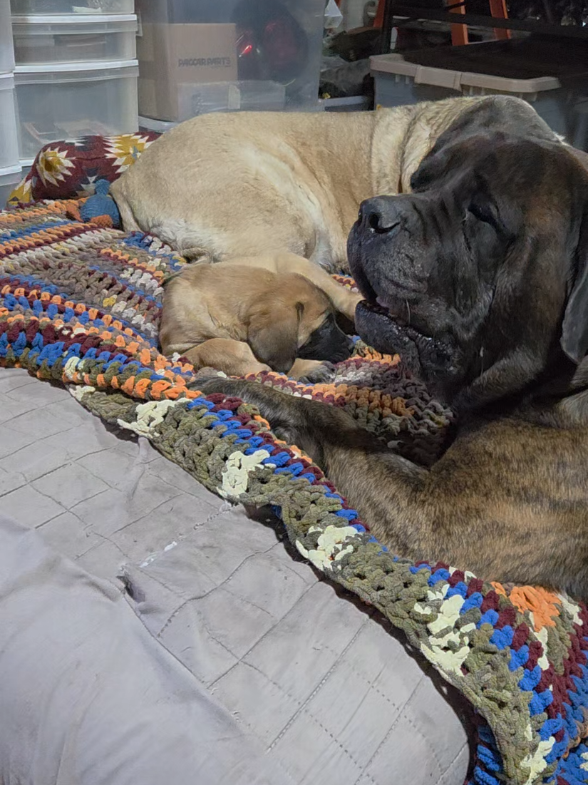 @Maple Mastiffs