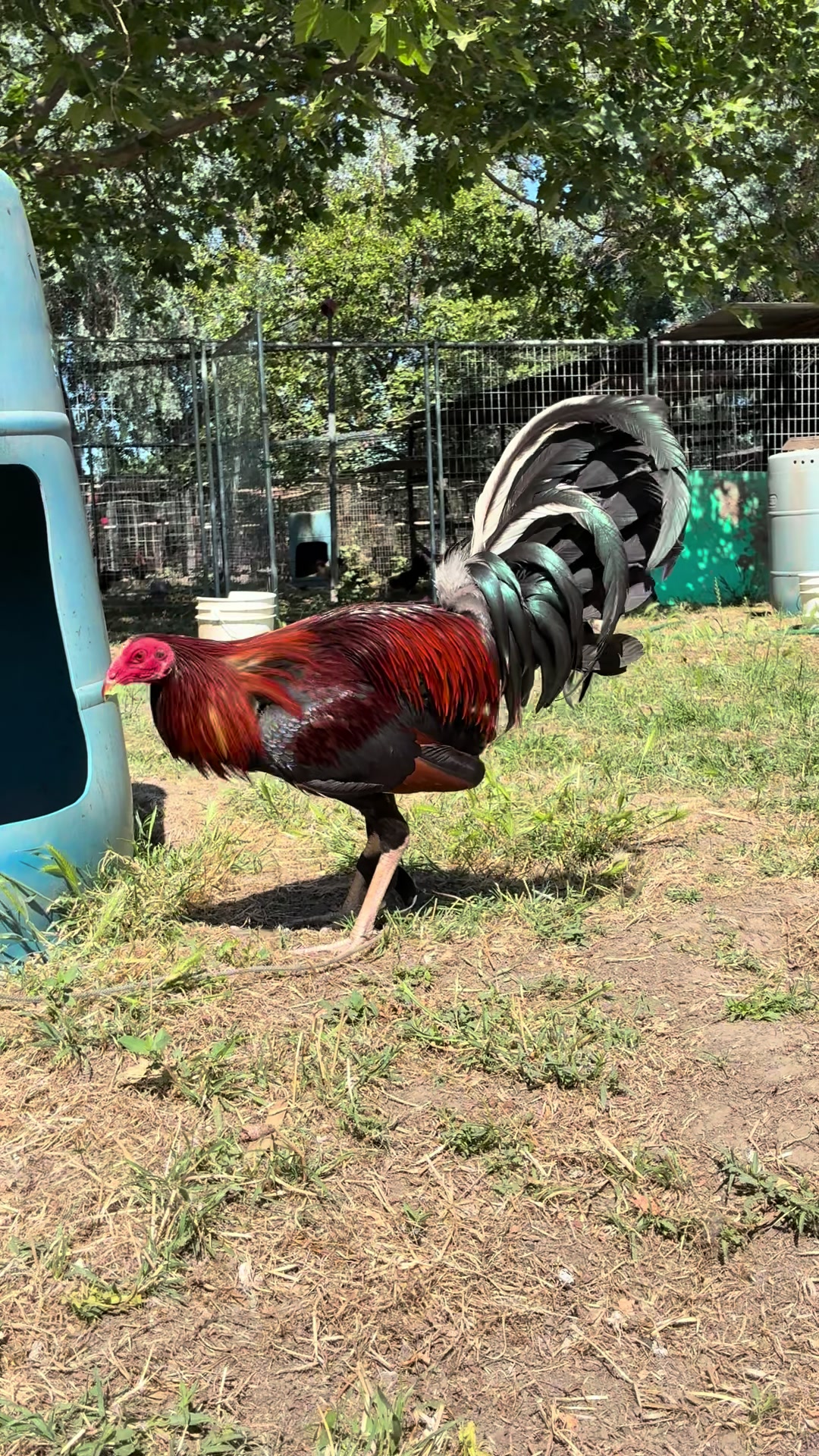 @Rancho_Ramirez209