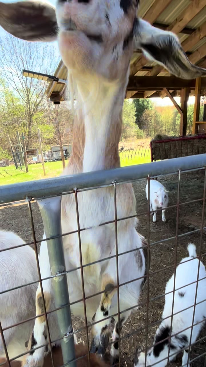 @Friends Forever Animal Rescue