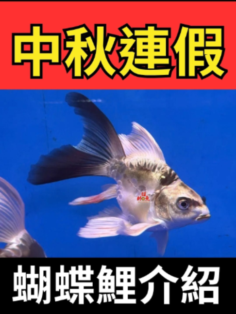 @招財魚水族館