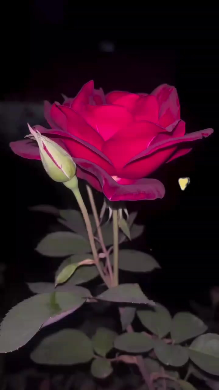 @Angel Sindhu Mishra