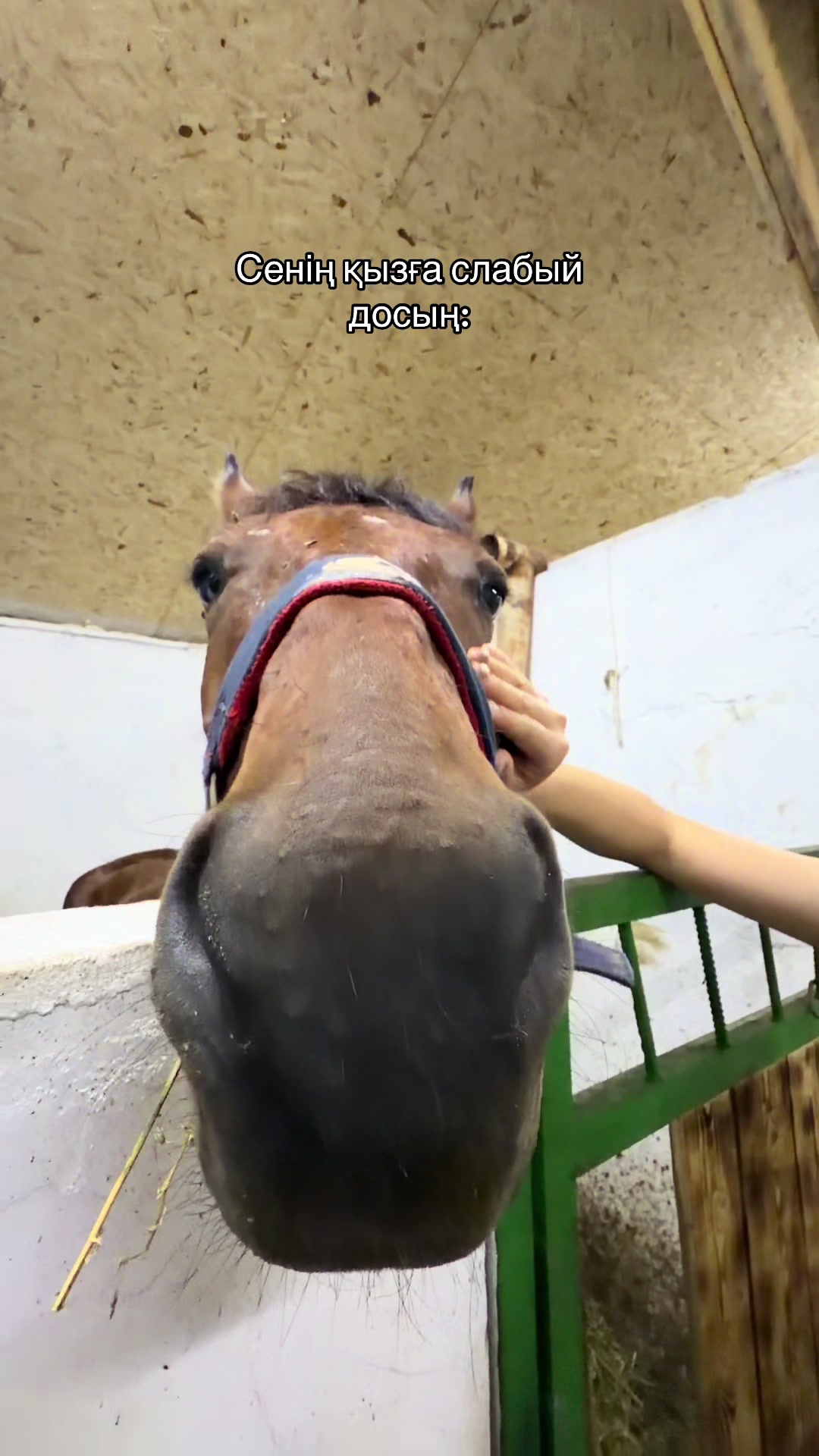 @akshatau_horses