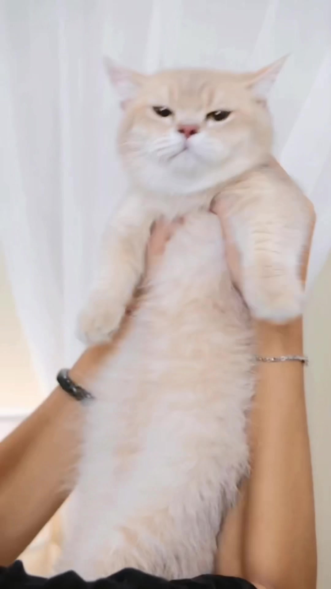 @fuyncats