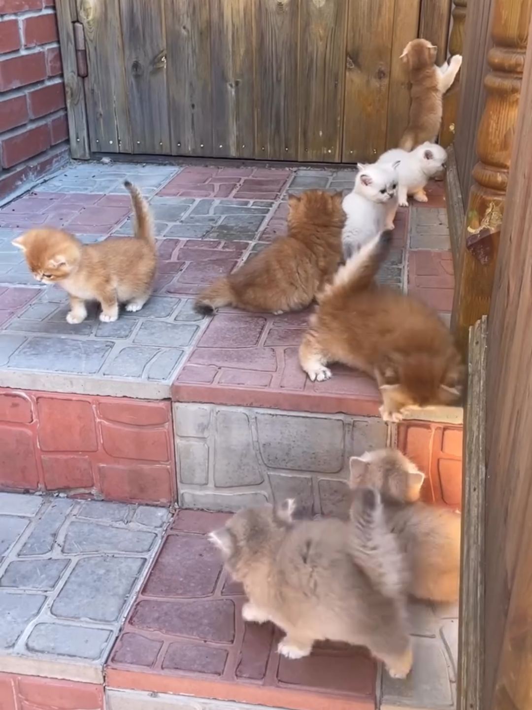 @Chonky World Of Cats