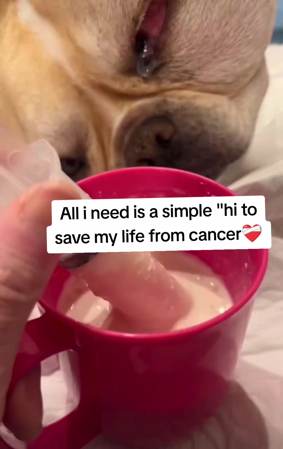 @CancerFighterPup