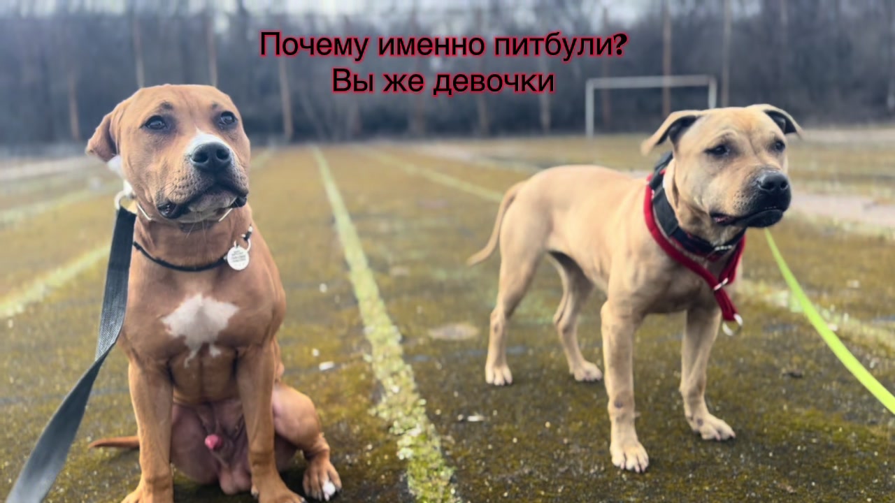 @Fake pit bull