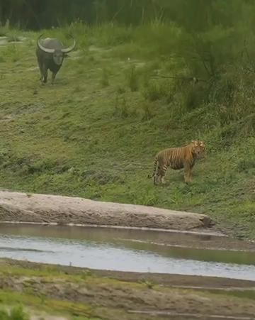 @oso