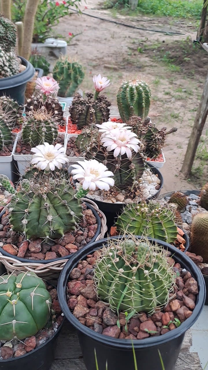 @Cactos & Poesia🌵🤍✍️🏽