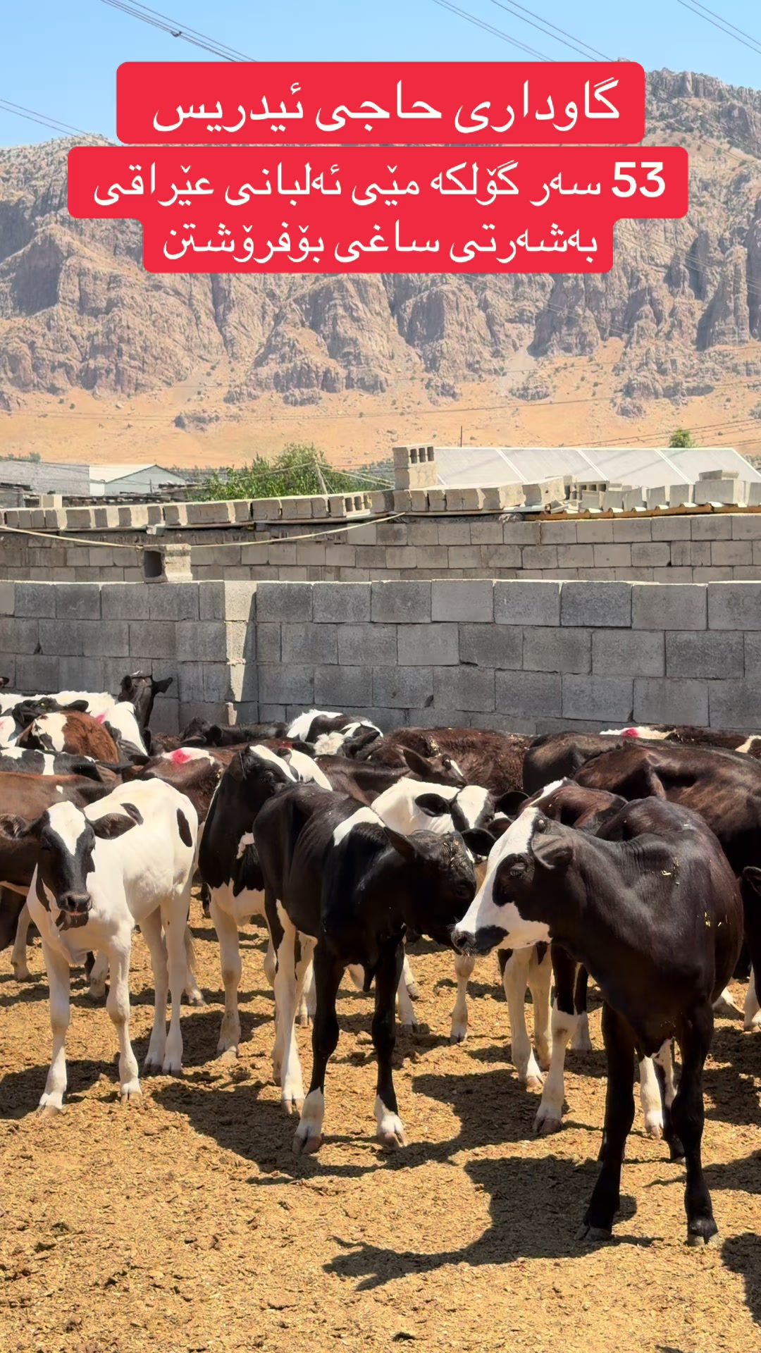 @مەیدانی ئاژەڵانی محمد 🐄🐂