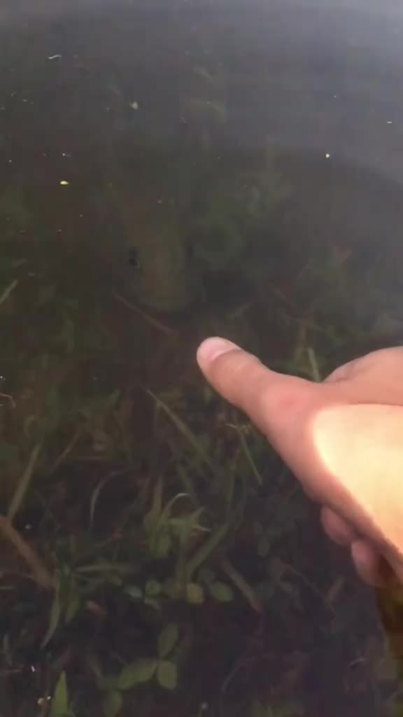 @Bassfeeder