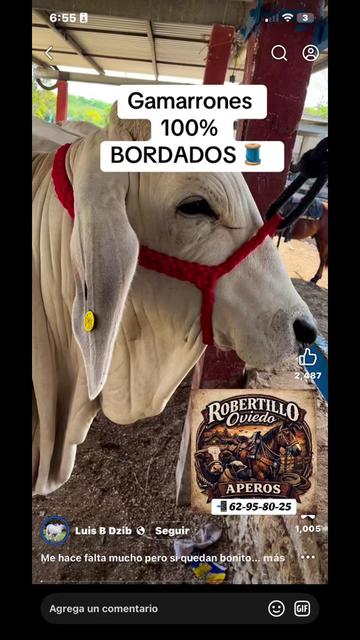 @RobertilloOviedo