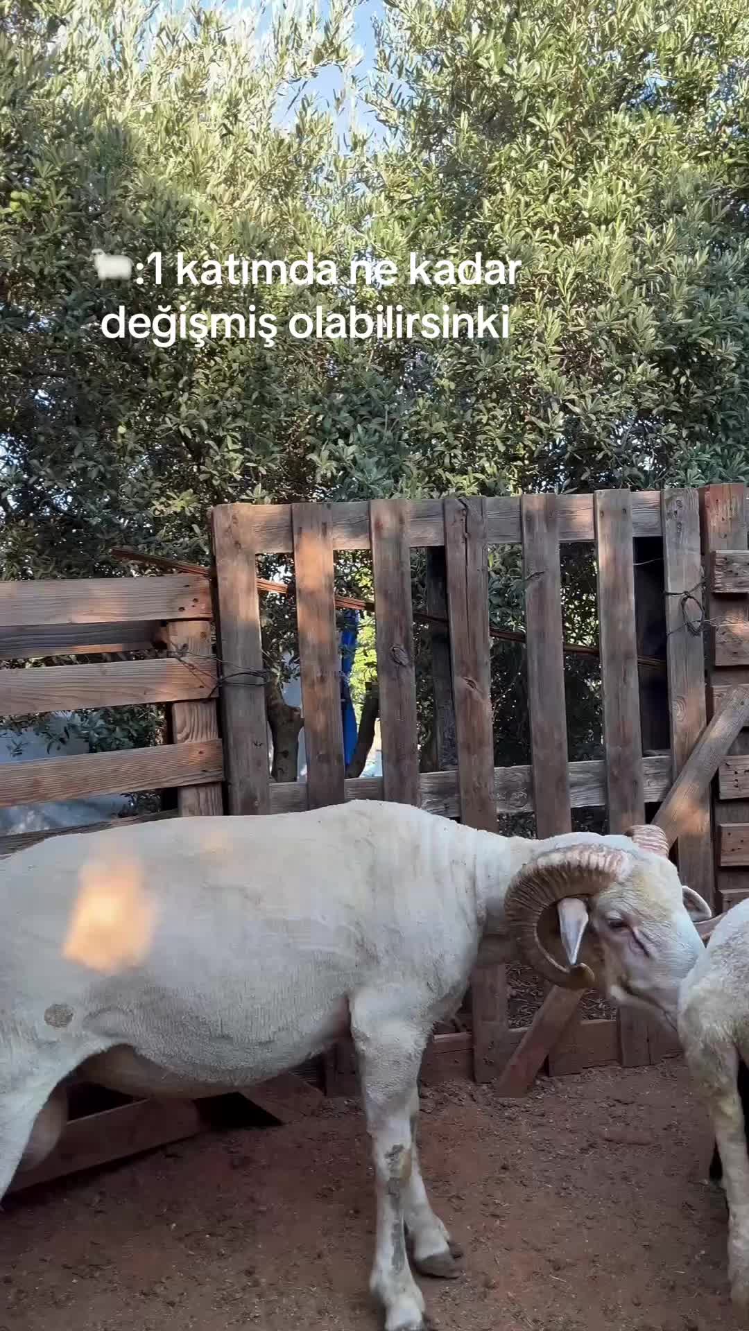 @efe_u1