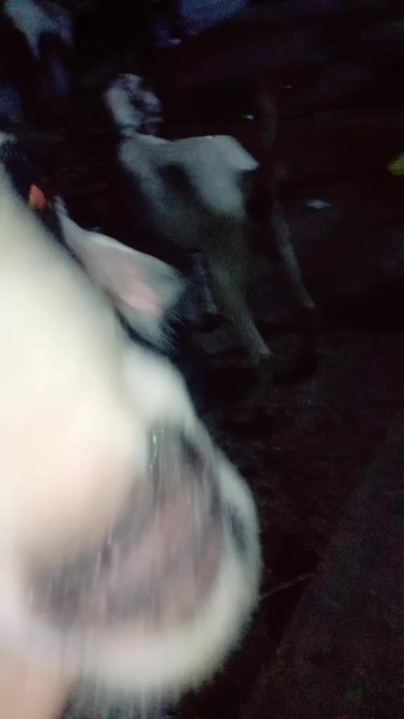 @cow lover@