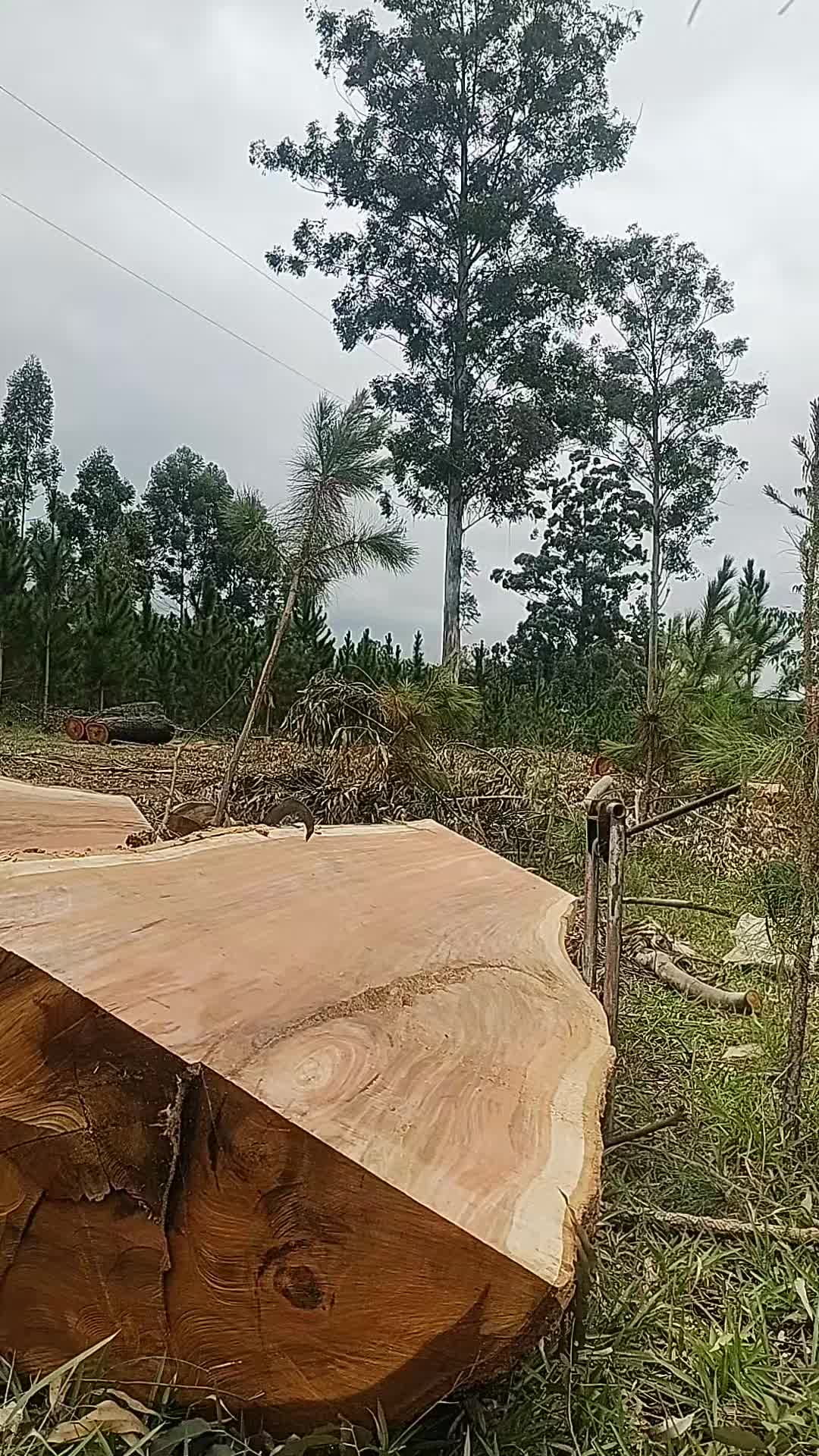 @Régis Neiva