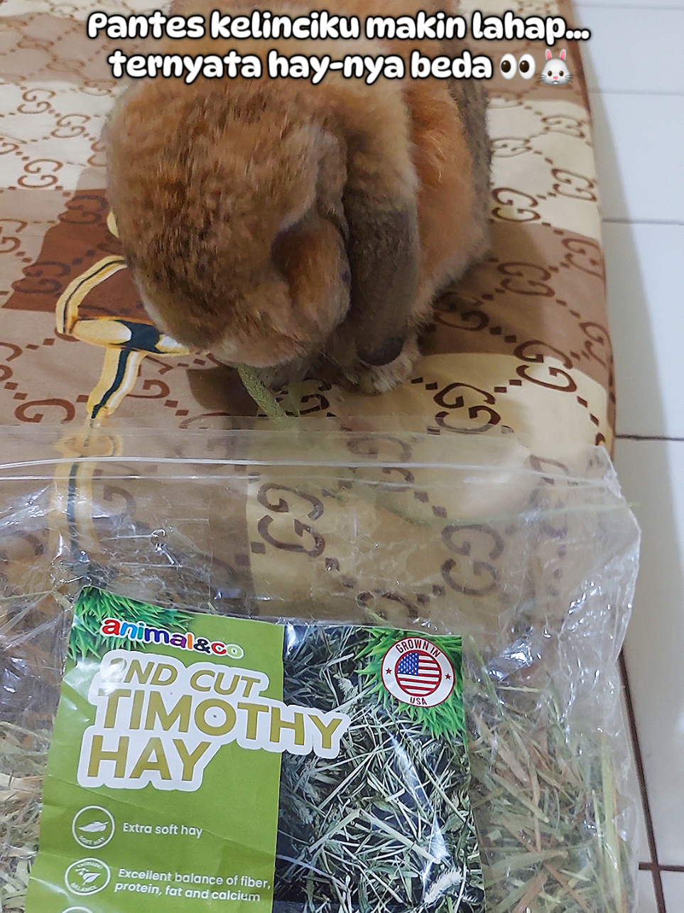 @Zada The Bunny