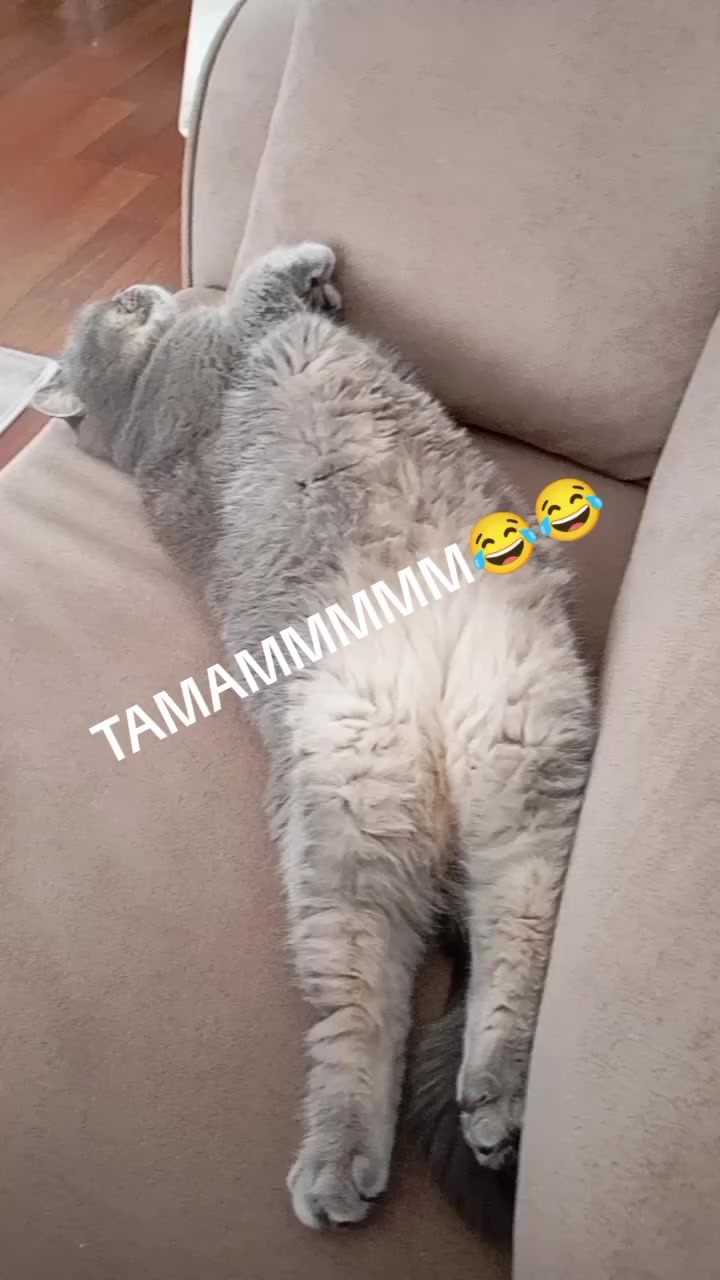 @evimizinbirtanesi