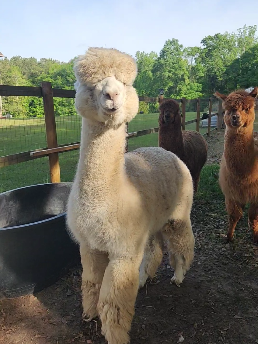 @alpacalypsenow