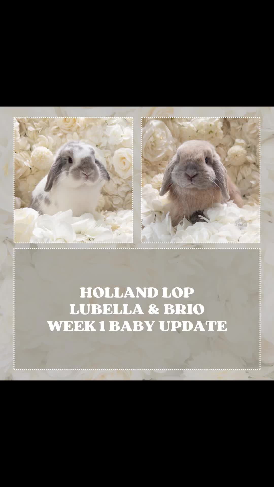 @Heartsofhollandsnyc