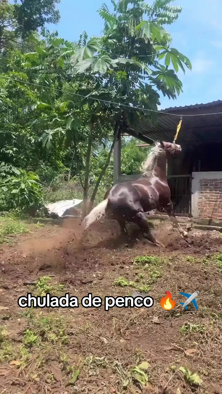@carriles altos de jalisco🐎