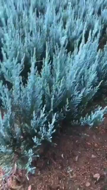 @green_osh