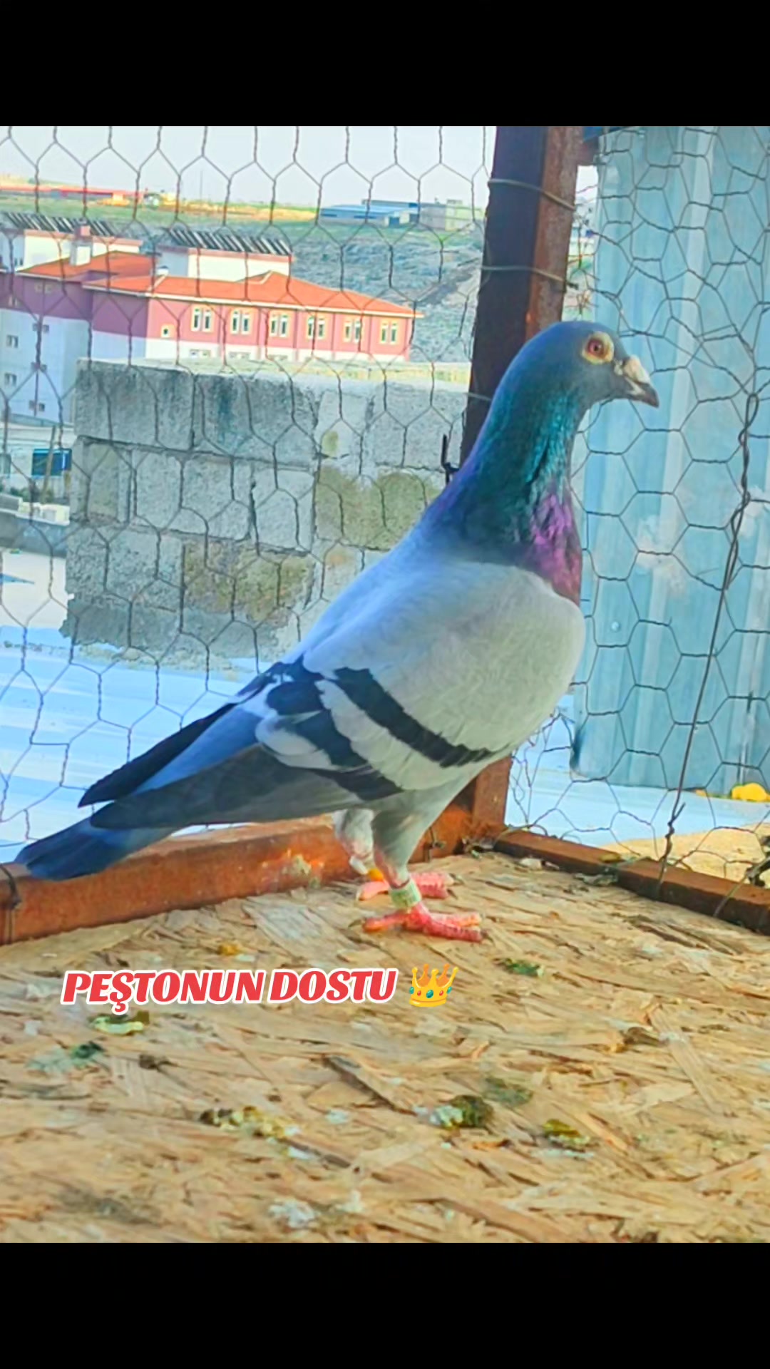 @MEHMET ÇOBAN ( PEŞTO )