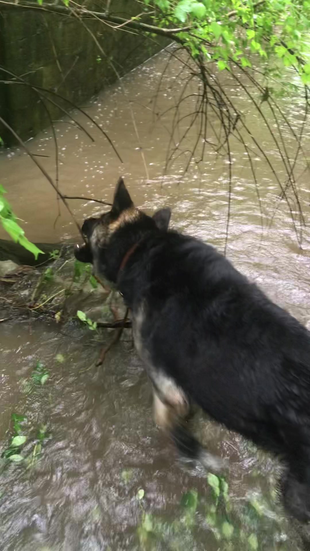 @MERCURY_GSD_24_7