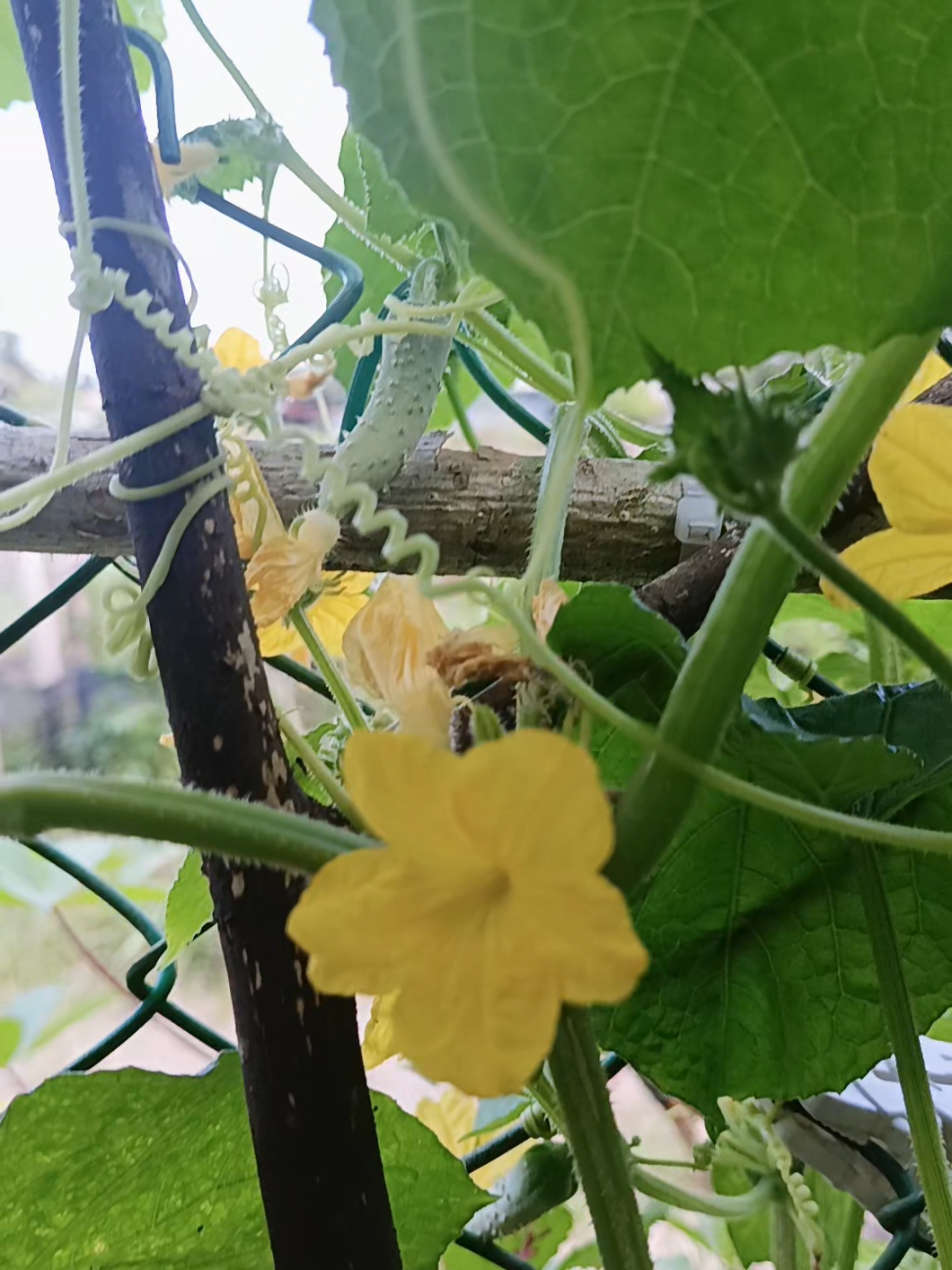 @🌱 Jom Berkebun 🌱