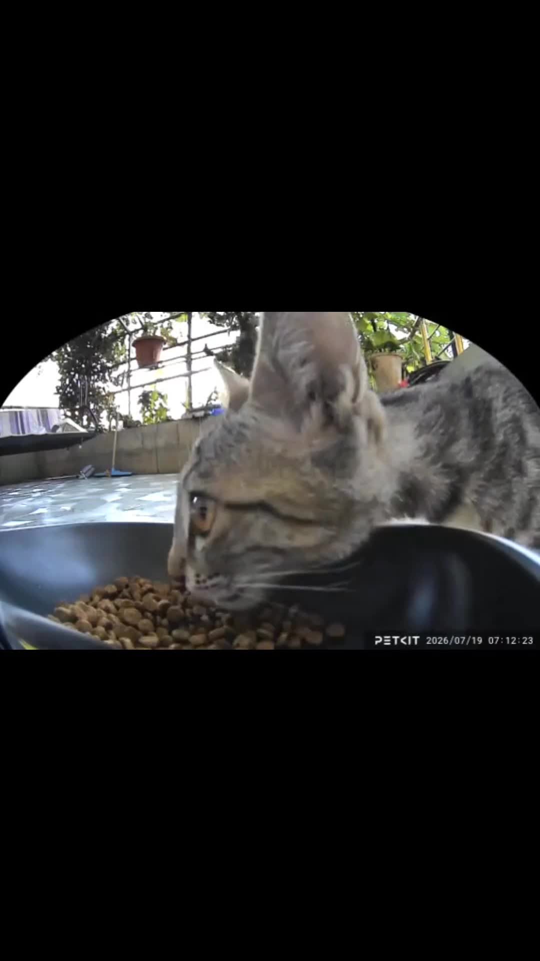 @سێ پشیلەکە🐾