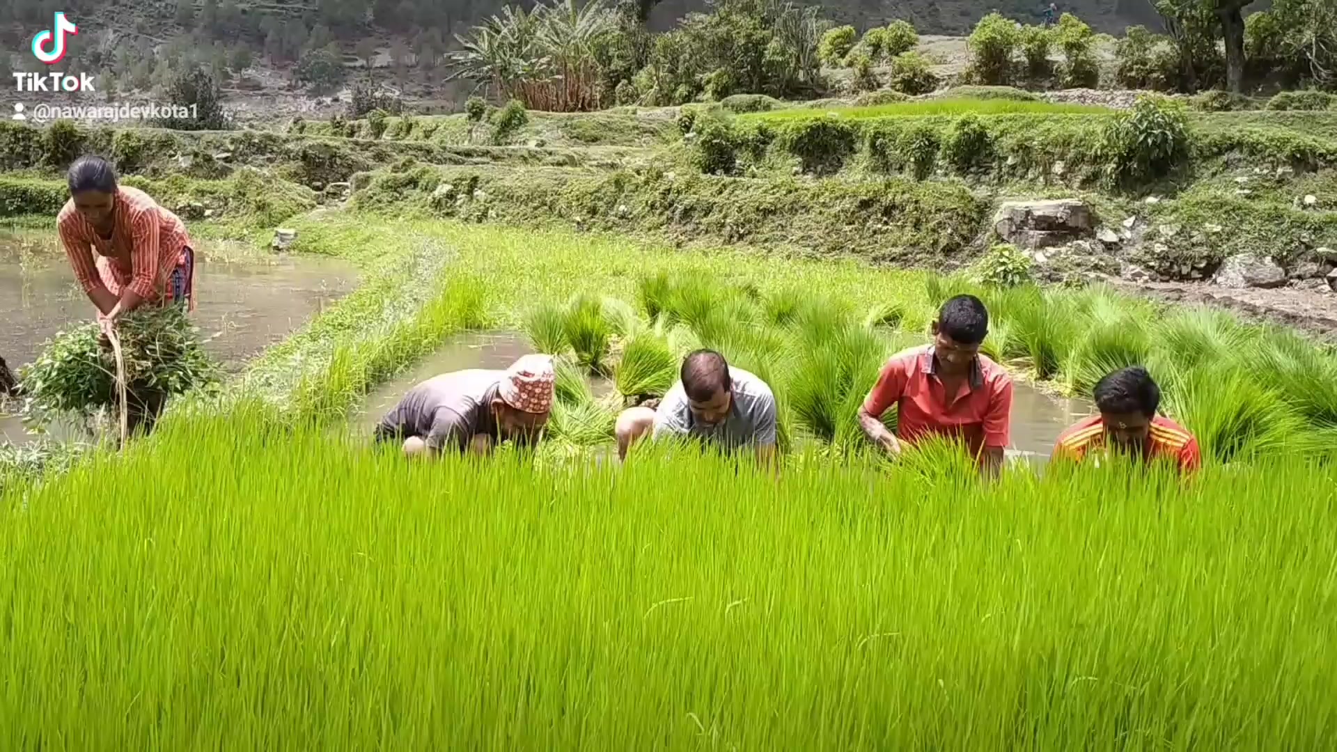 @rajudevkota310