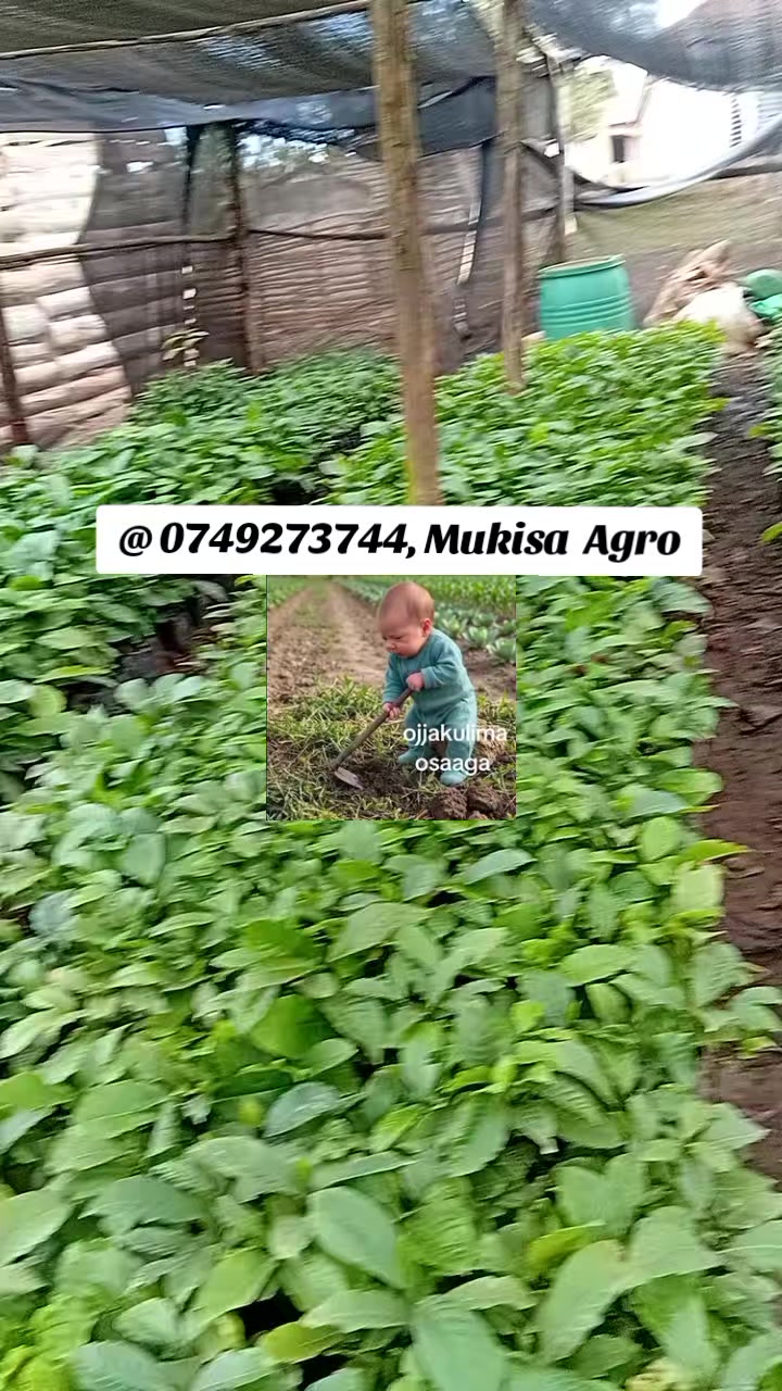 @MUKISSA AGRO Ug🌿