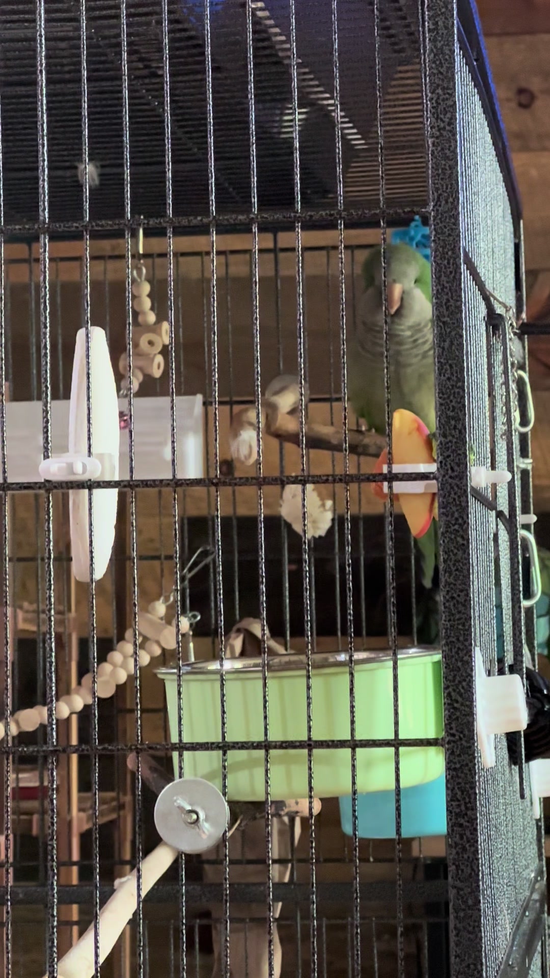 @Buster the cockatoo