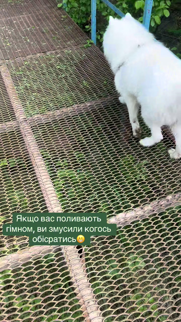 @irazhy