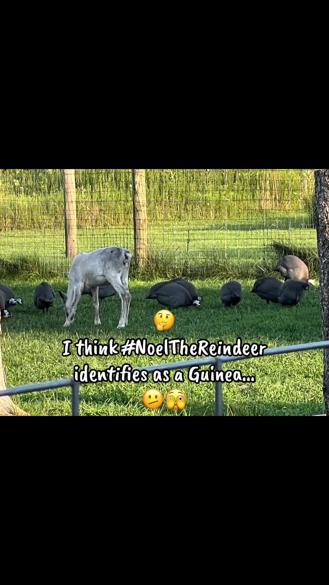 @ReindeerMagicLady