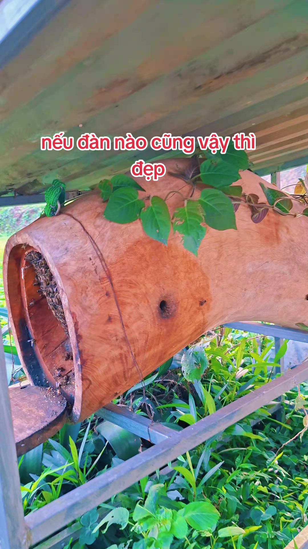 @Kết Nối Đam Mê Ong