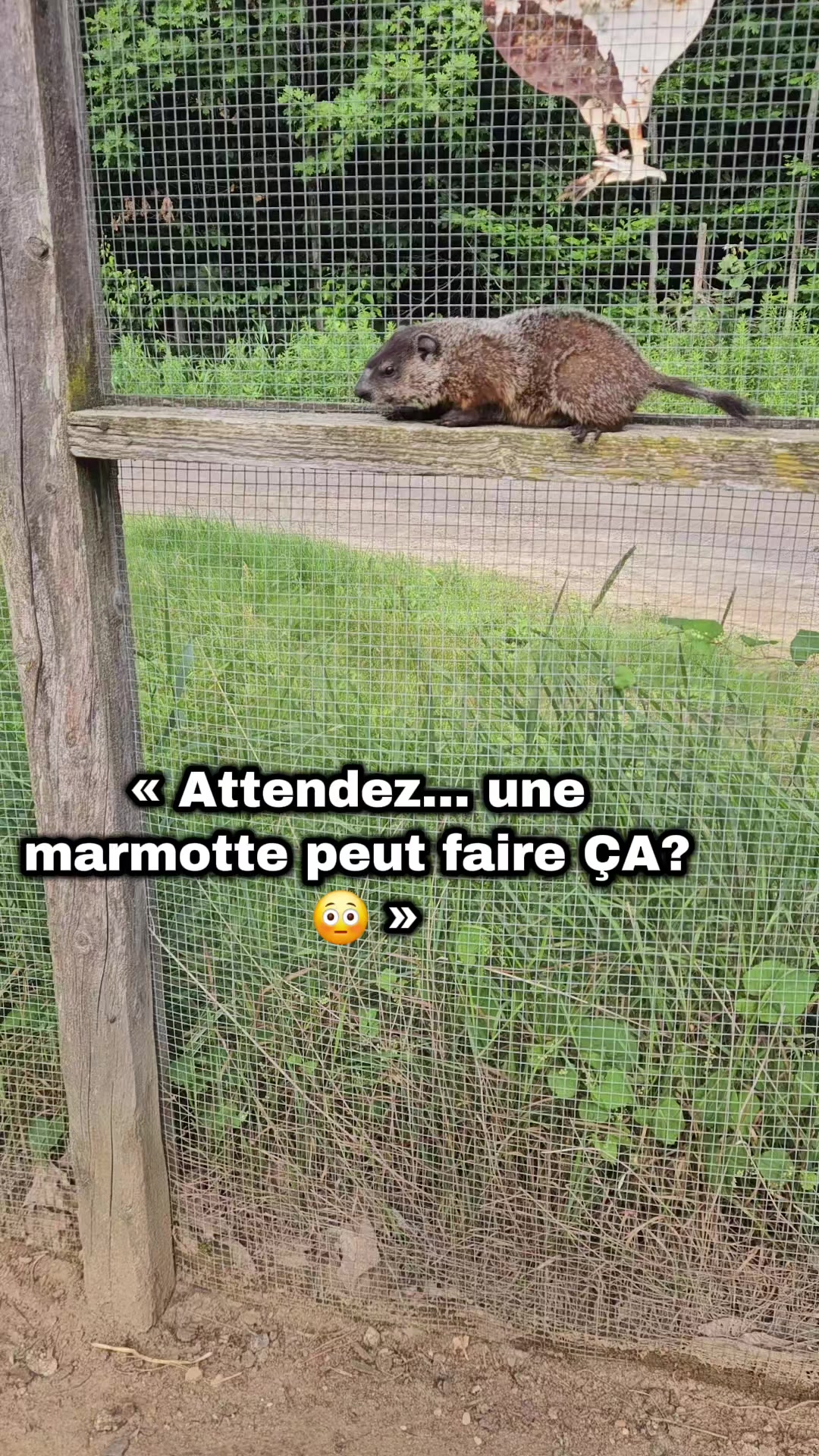 @Le Felin🐾