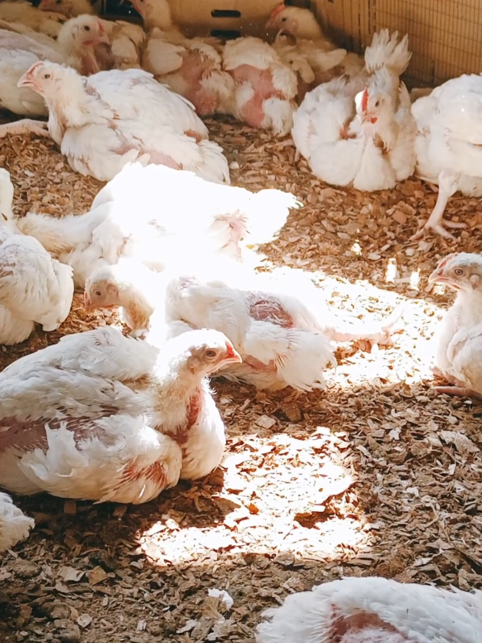 @Poultry in motion