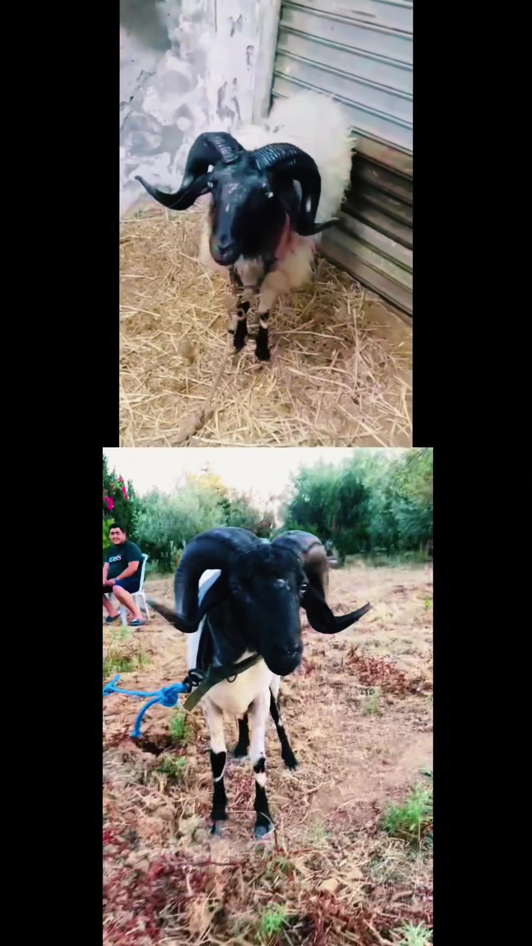 @سيف غرام زمان 🇹🇳