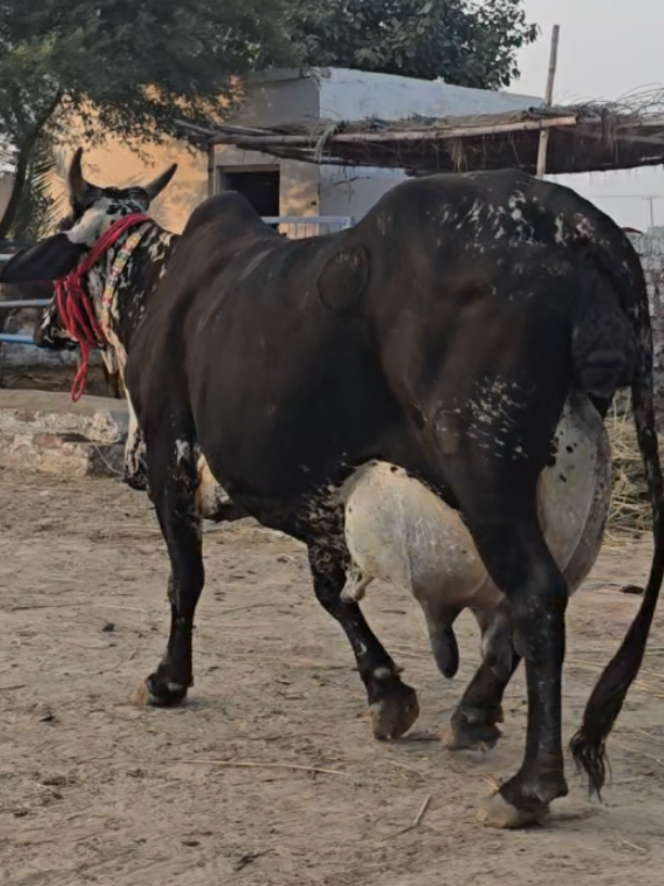 @Waqas Rohi wala