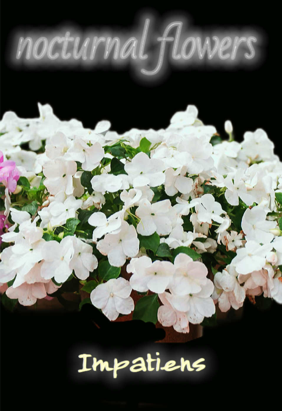@๐๐ ๐๐๐ ๐จ´เฝ`๐๐๐๐๐ฅ๐ค