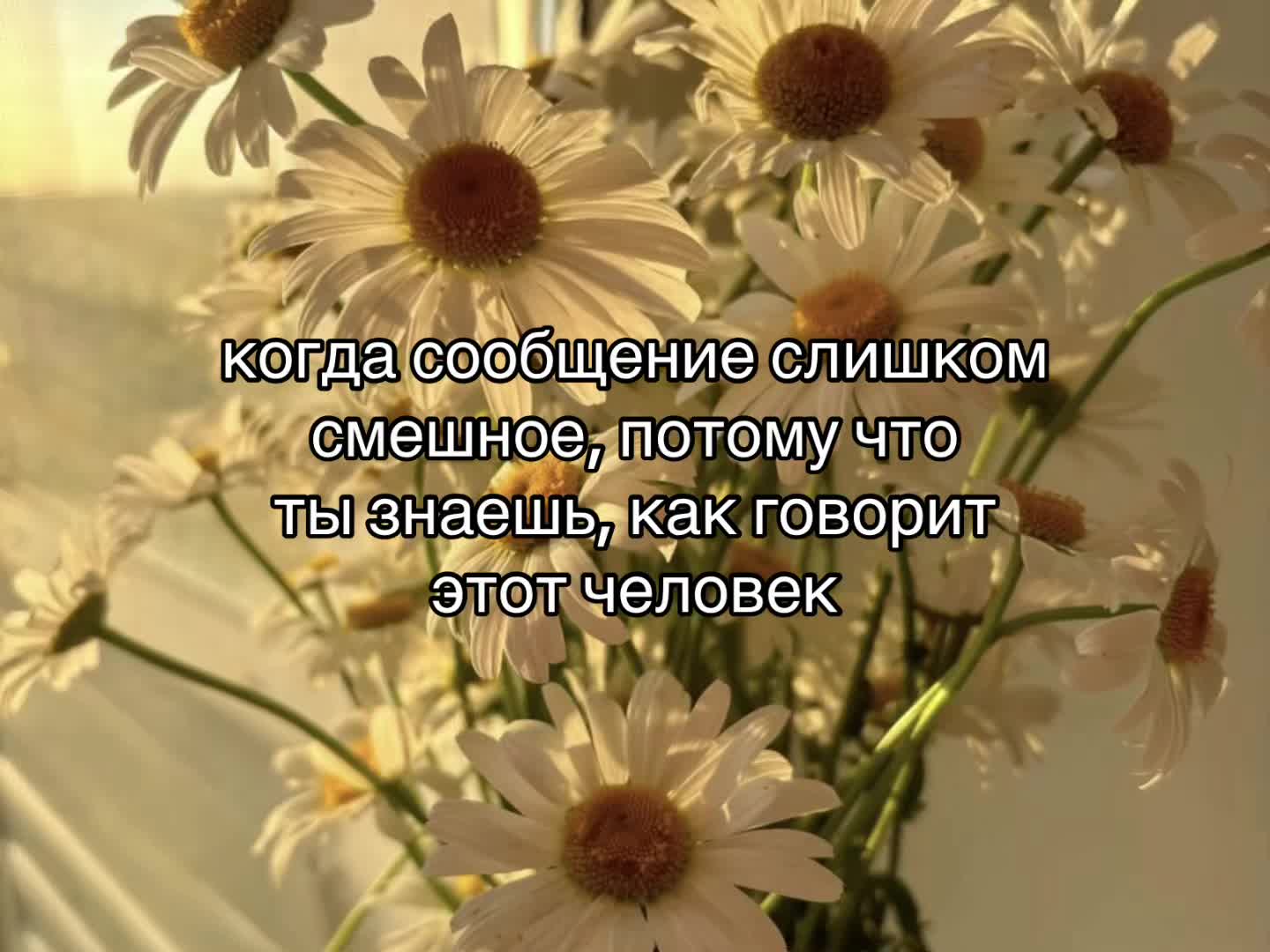@猫🌸
