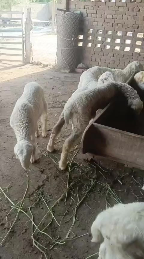 @KHUNDA FARMS