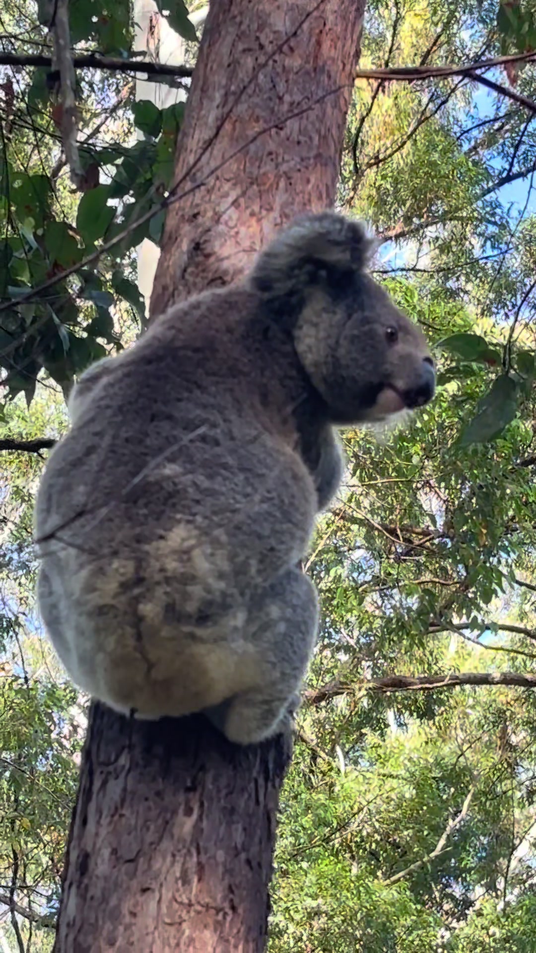 @Koala Conservation Australia