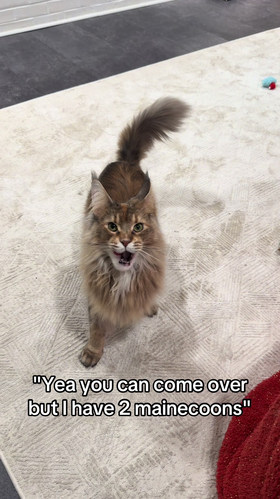 @Theo & Ember 🐈🐈&zwj;⬛