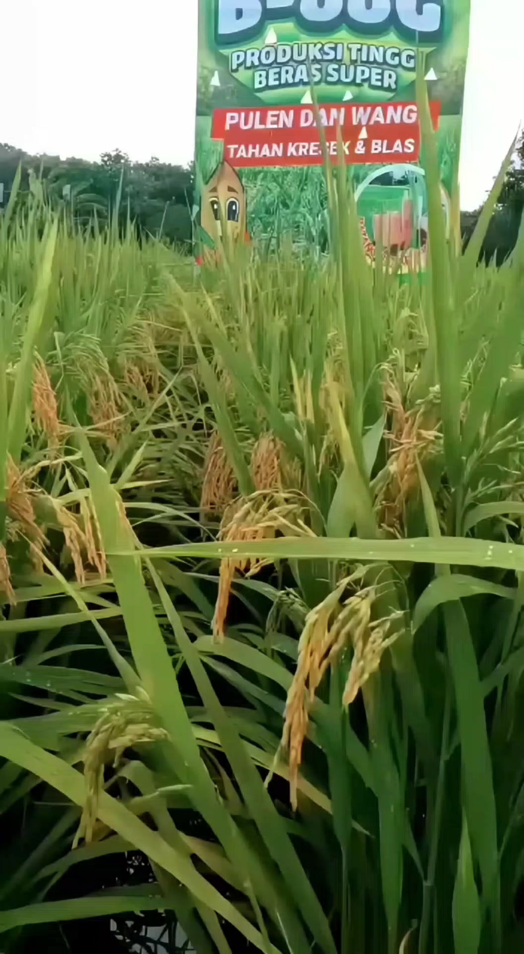 @PT. BHD INDONESIA