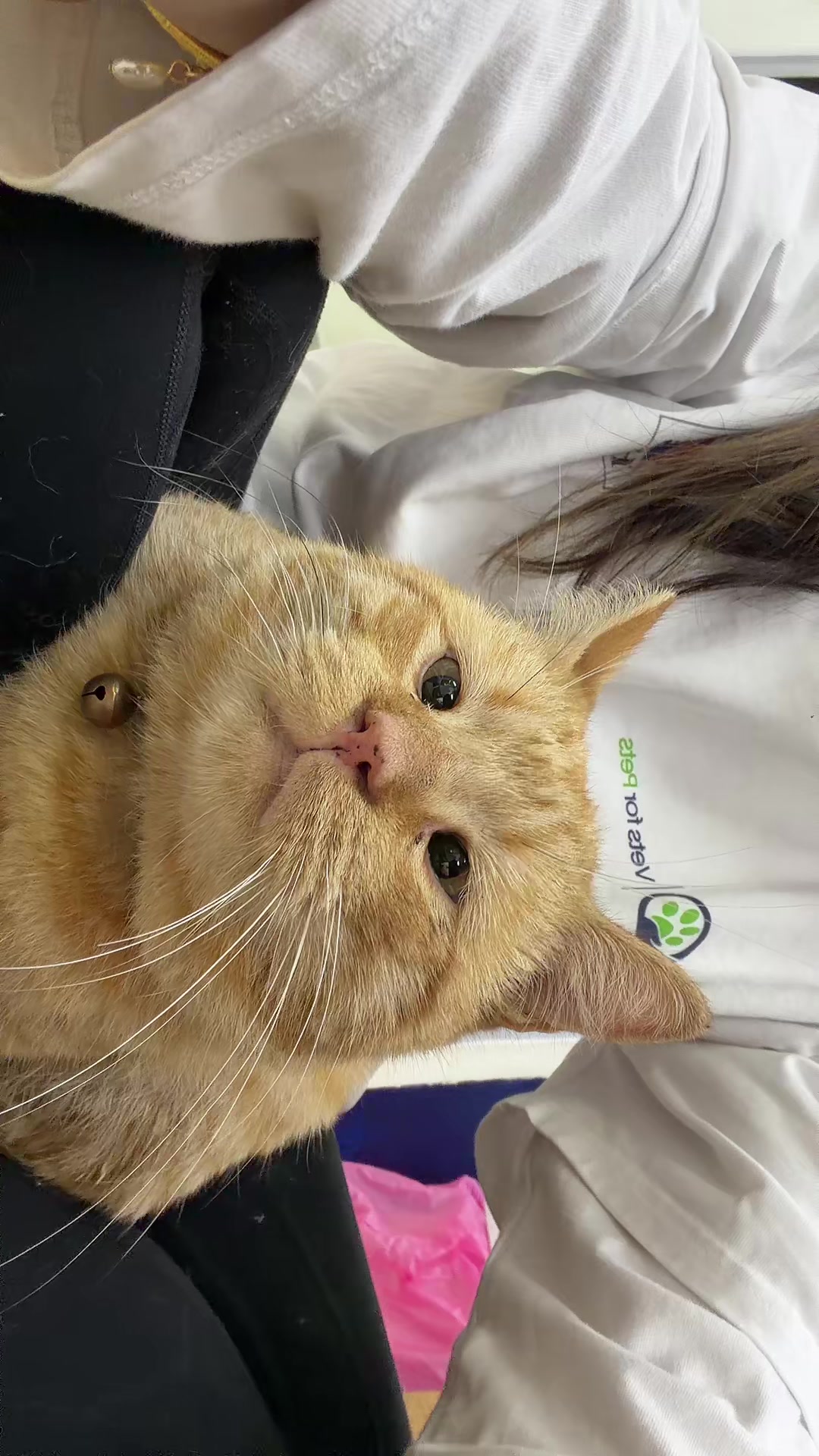@Vets for Pets