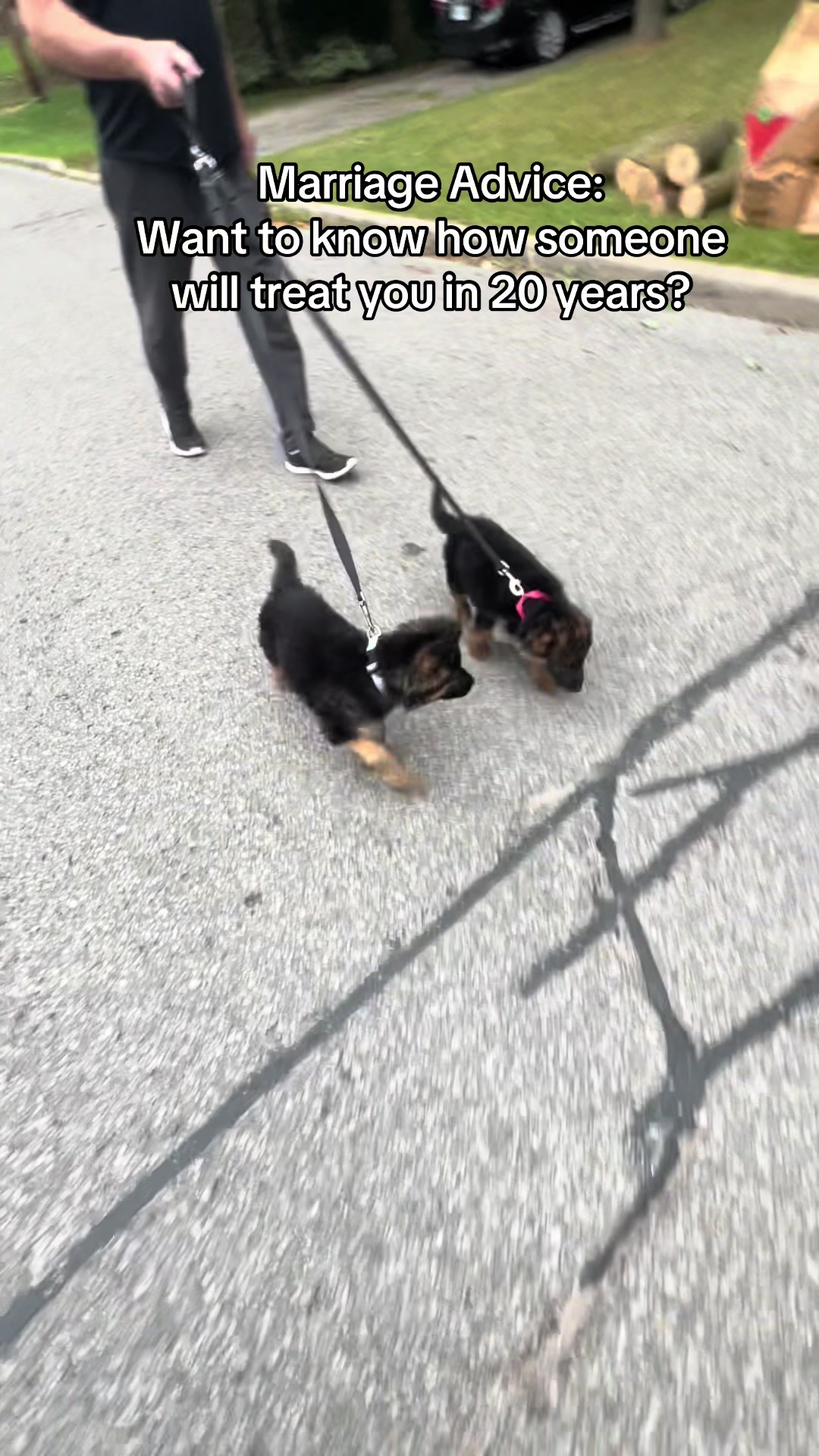 @ksdoggos