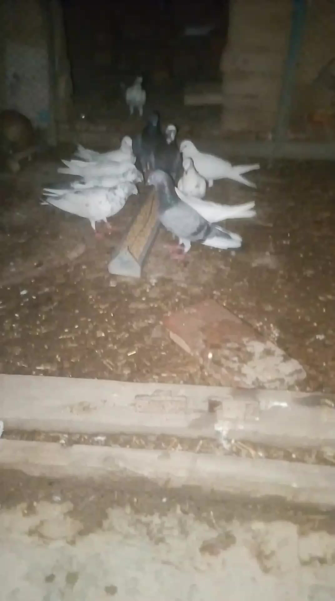@مرشد