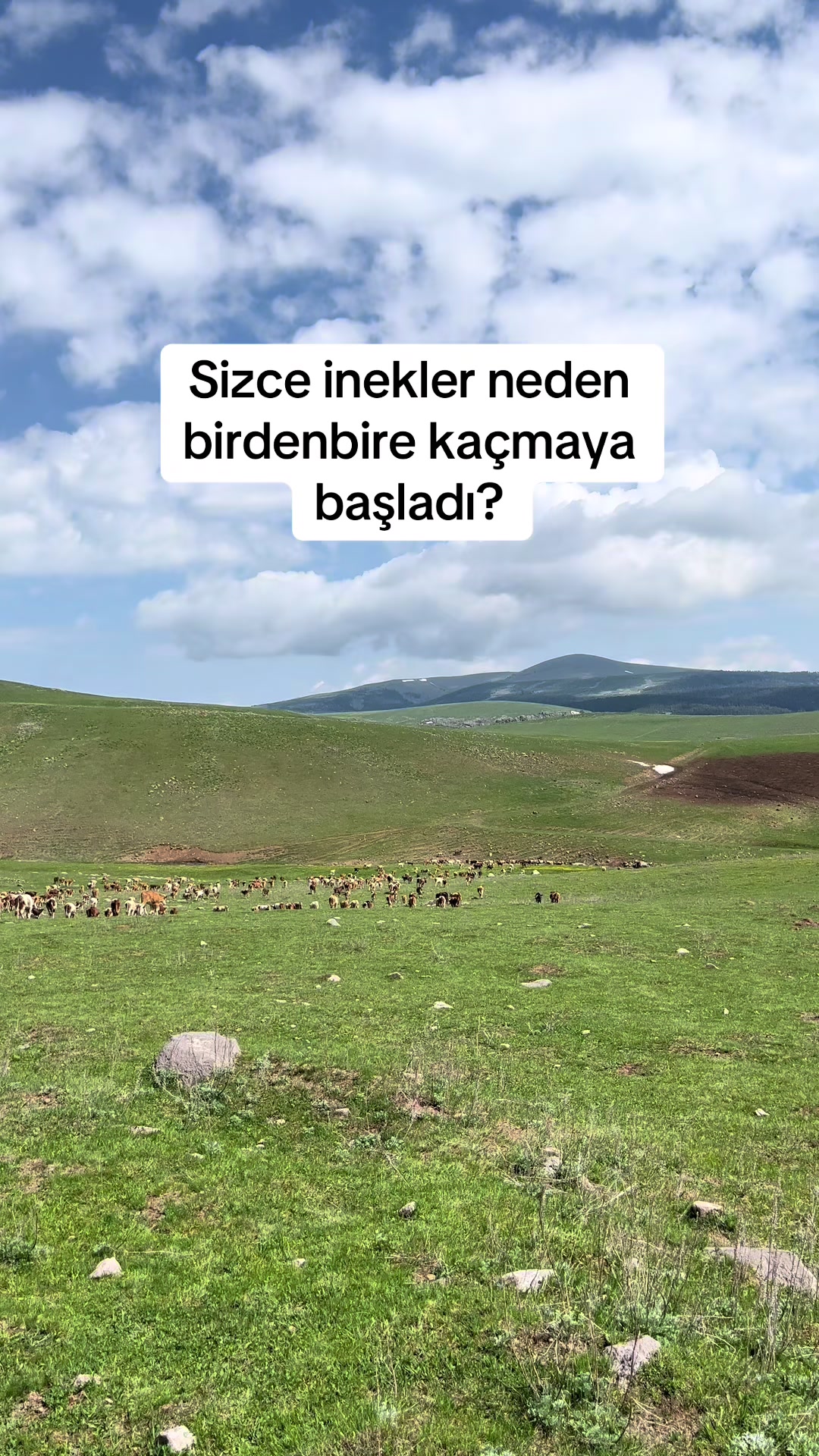 @Şarküteri