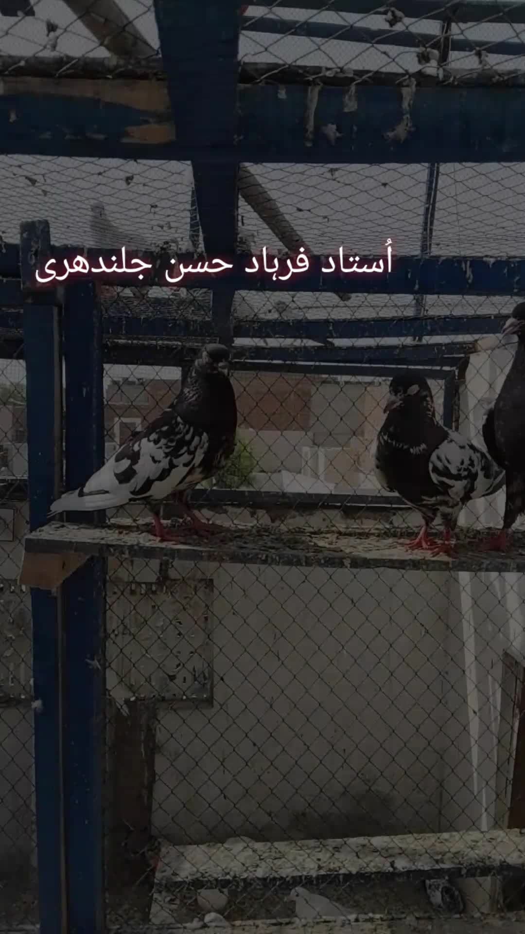 @𝘼𝙣𝙖𝙨_𝘖𝘬𝘢𝘳𝘢_333🕊️✨