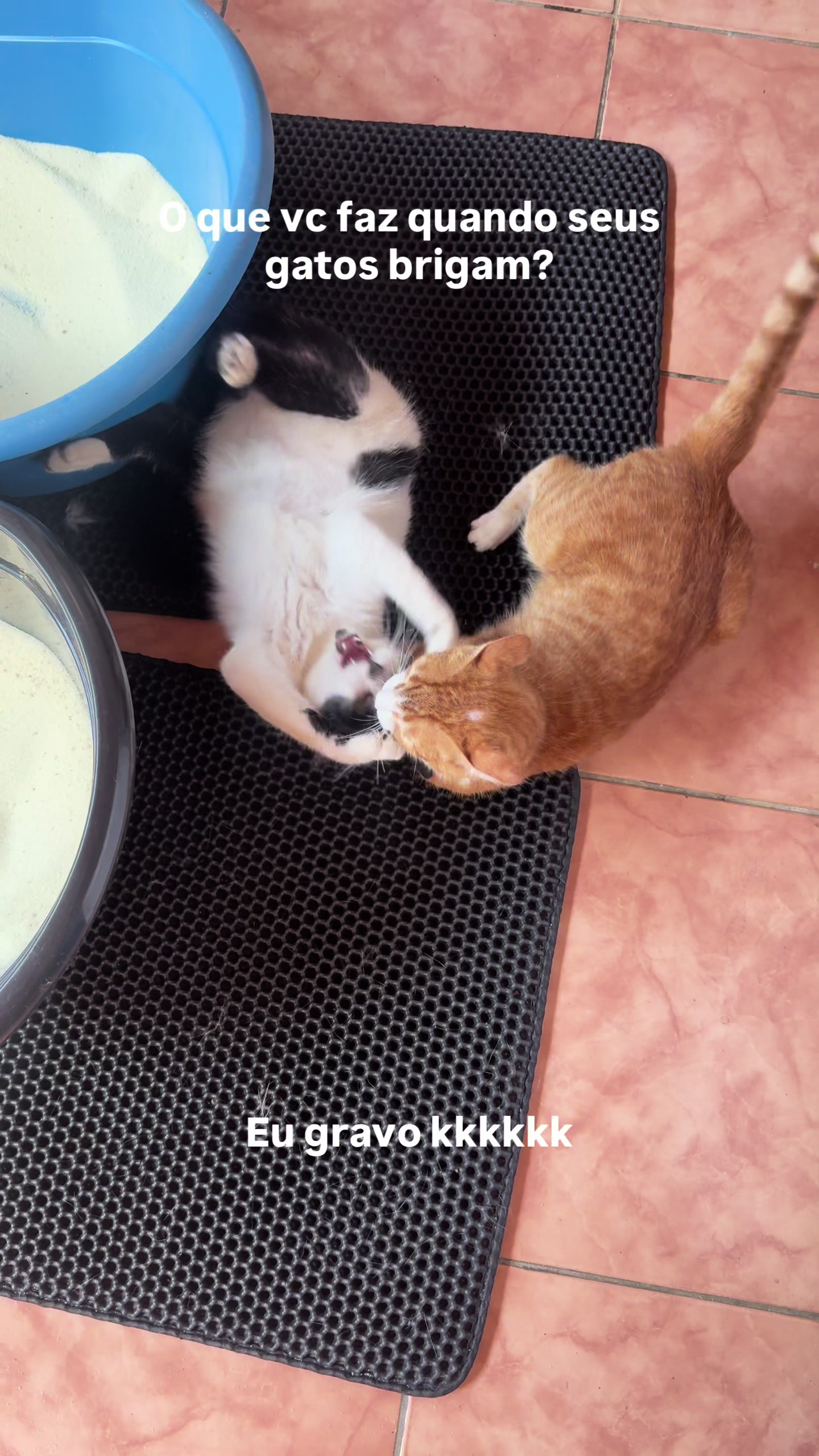 @loheseuspets